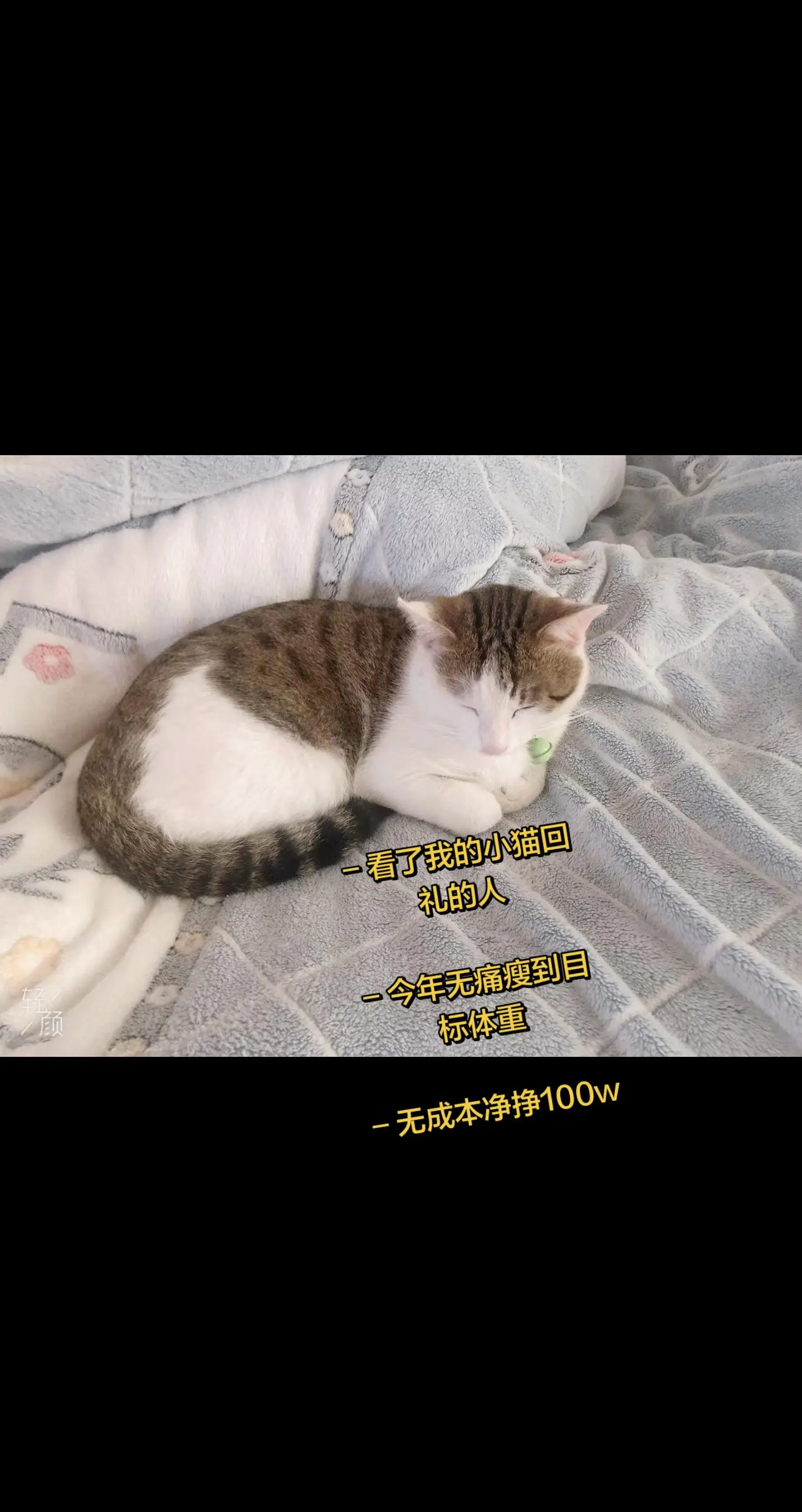 小猫爱你，小猫不说，只是静静陪着你