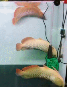金龙鱼1：1:1，清蒸，油炸，红烧刚好三条！