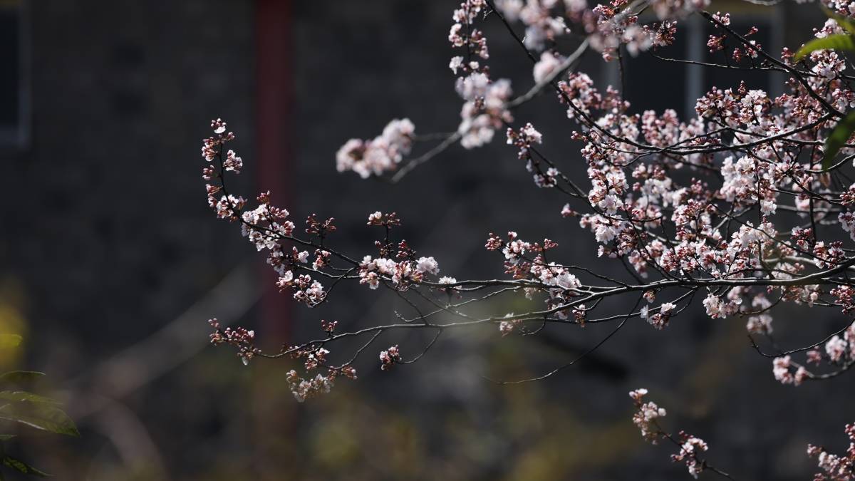 第一波已上线！武汉出发1小时，30万亩野樱花海免费看