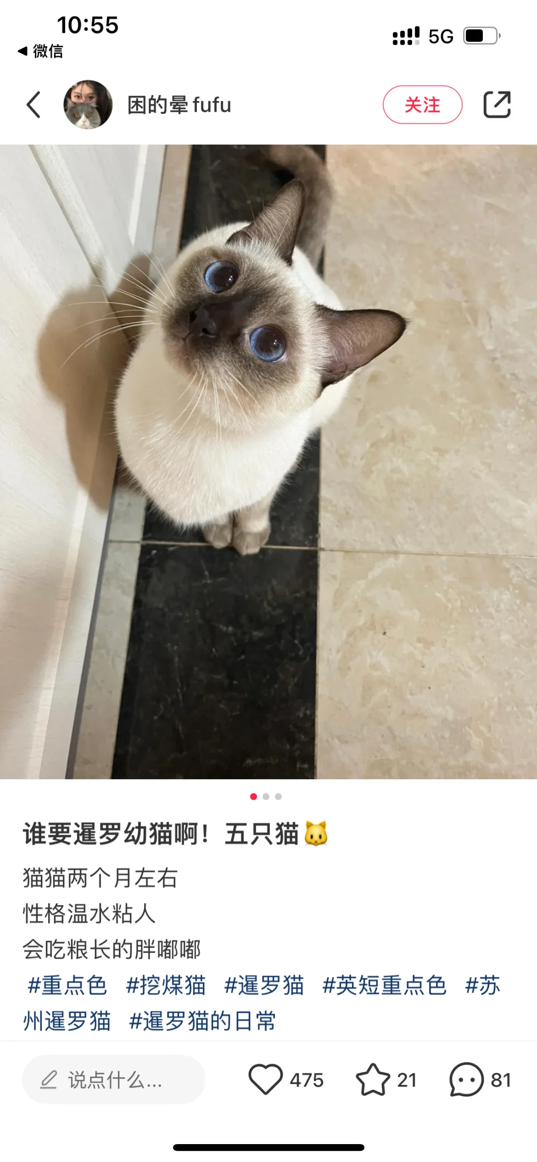 谁要暹罗幼猫，300一只