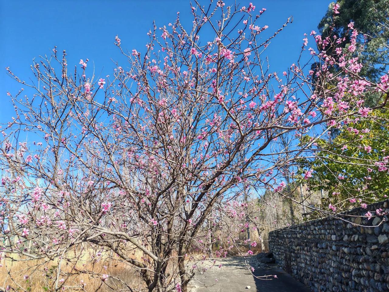 西昌月华，桃花灿烂，以前村民大量种植油桃经济效益稍差，现在大面积的种植葡萄，桃花