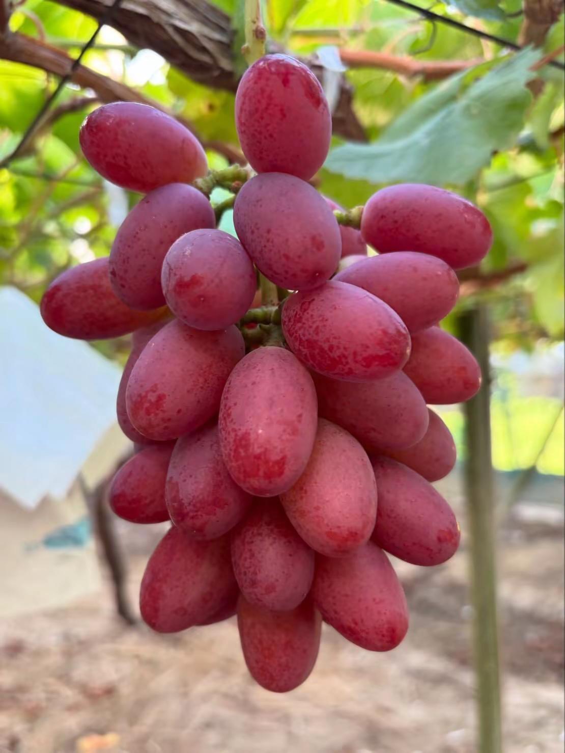 麦当娜红宝石跟神紅还是有点像神紅