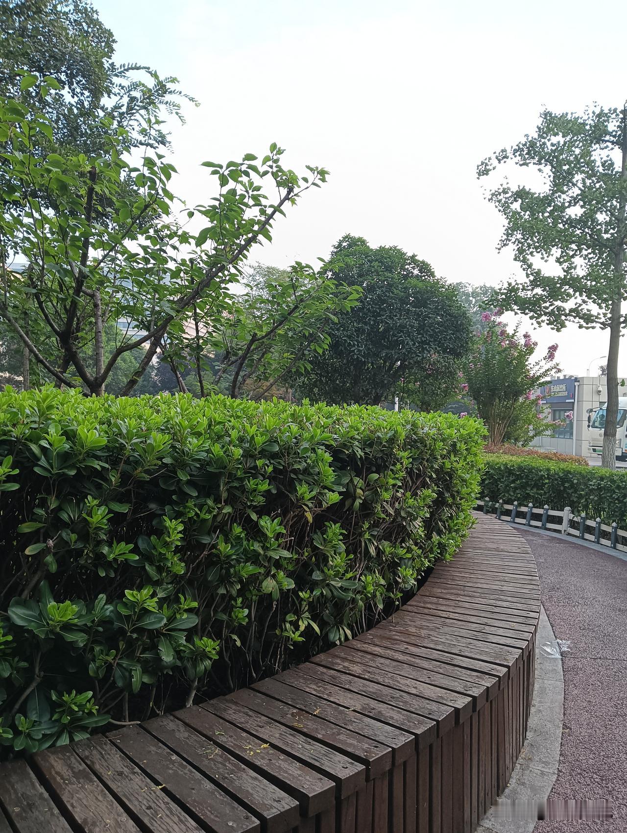 公园小道，绿树成荫，好惬意！