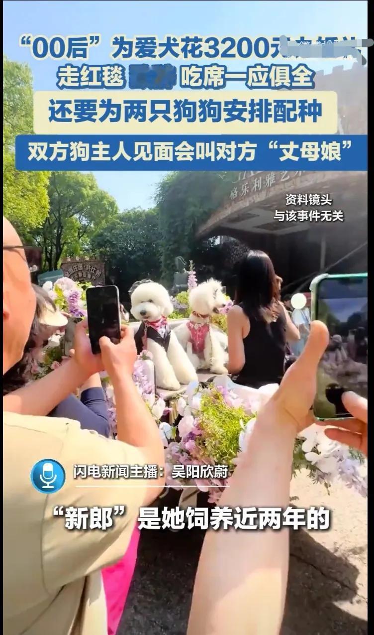 这是多么闲得慌啊？“00后”为爱犬花3200元办婚礼，走红毯 致辞 吃席一应俱全