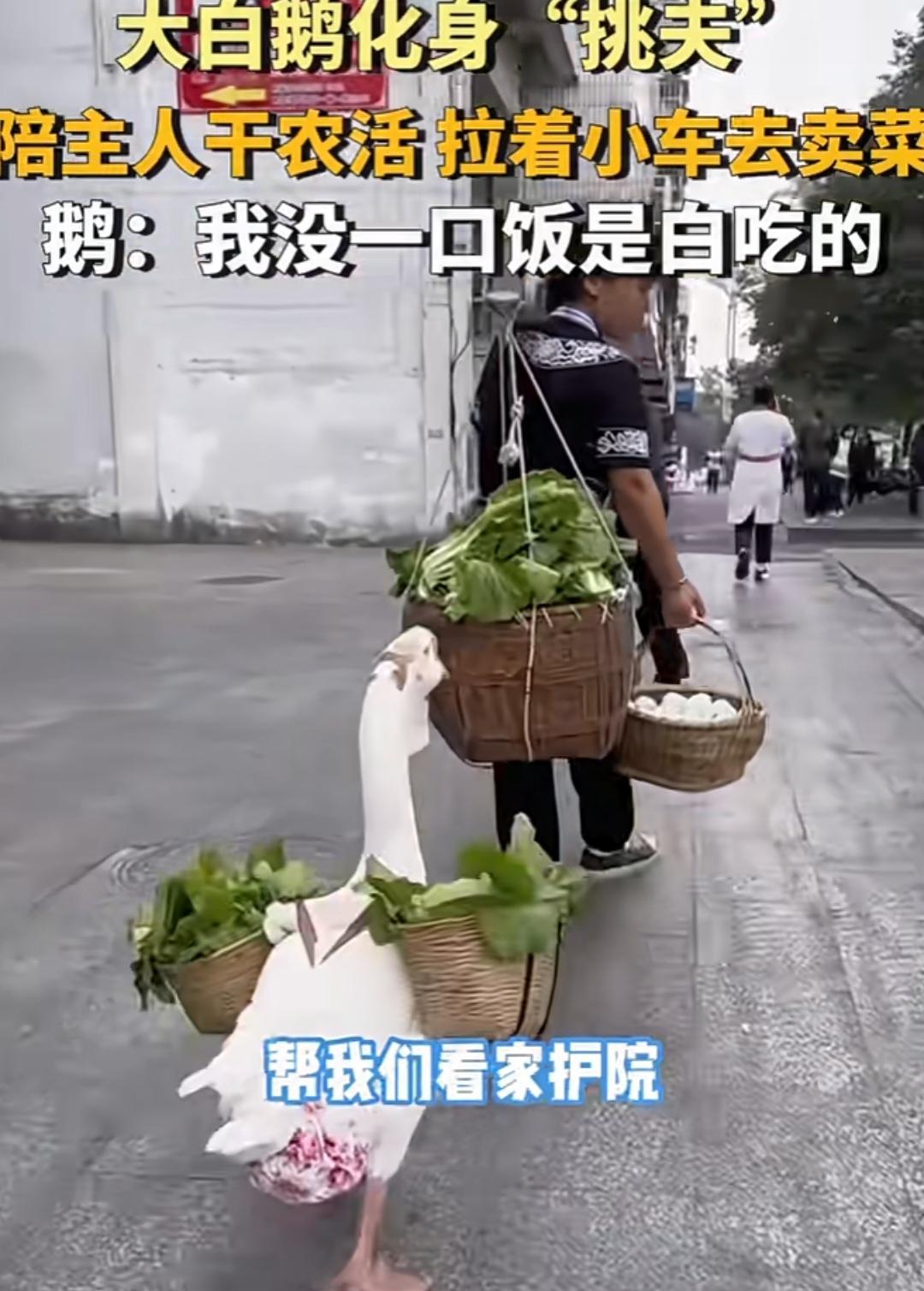 这大白鹅化身挑夫，有时候还拉着小车陪主人卖菜，真牛；就这一小车，我妈让我拿都不放