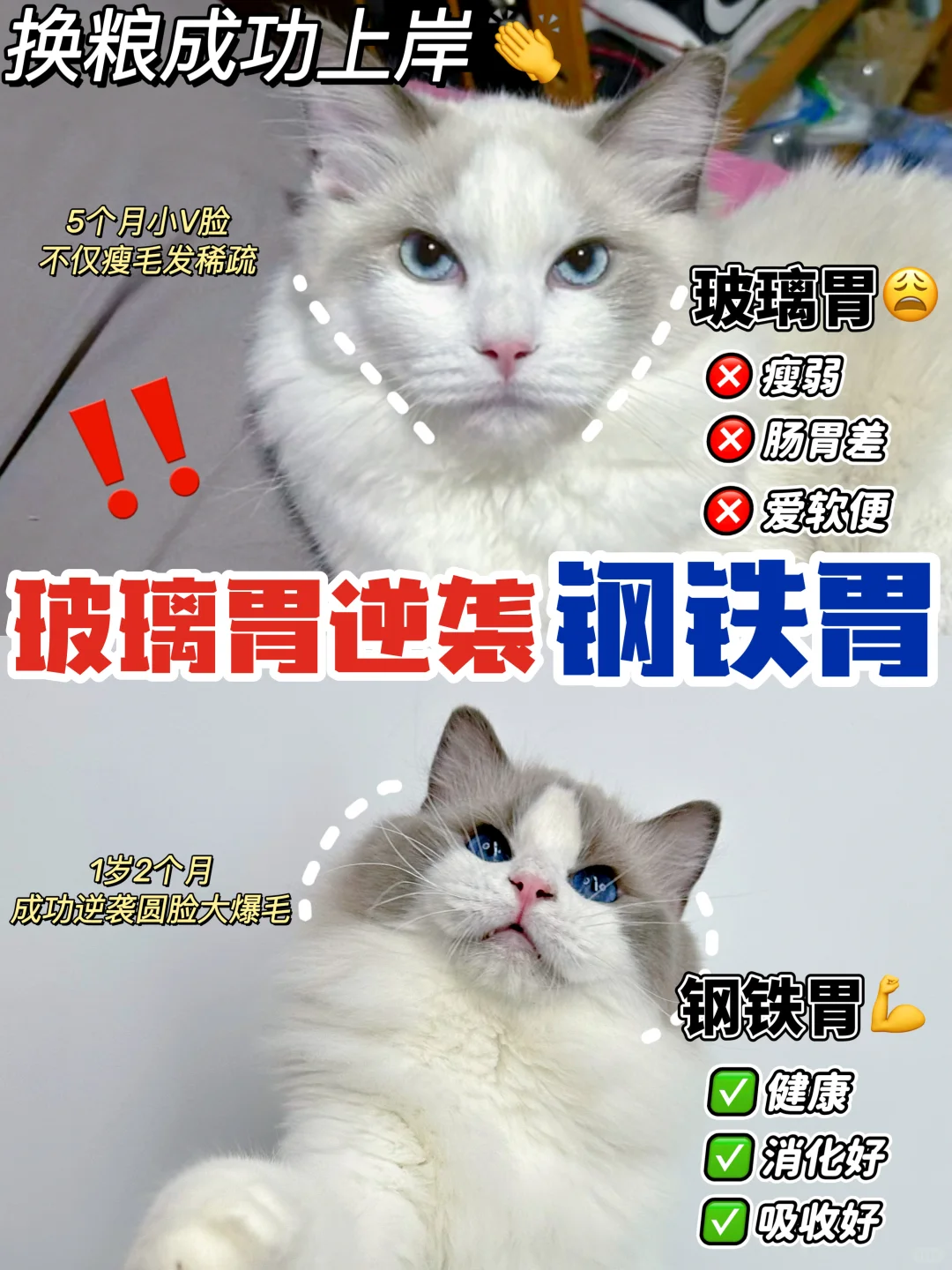 幼猫粮转成猫粮成功上岸！终于省心了～