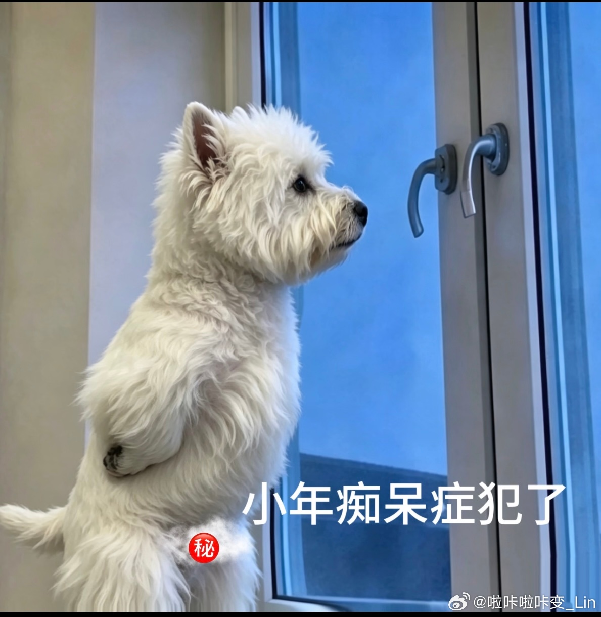 小鬼把更多时间花在音乐上 小鬼的小狗叫doki ——我们doki宝宝是表情包大王