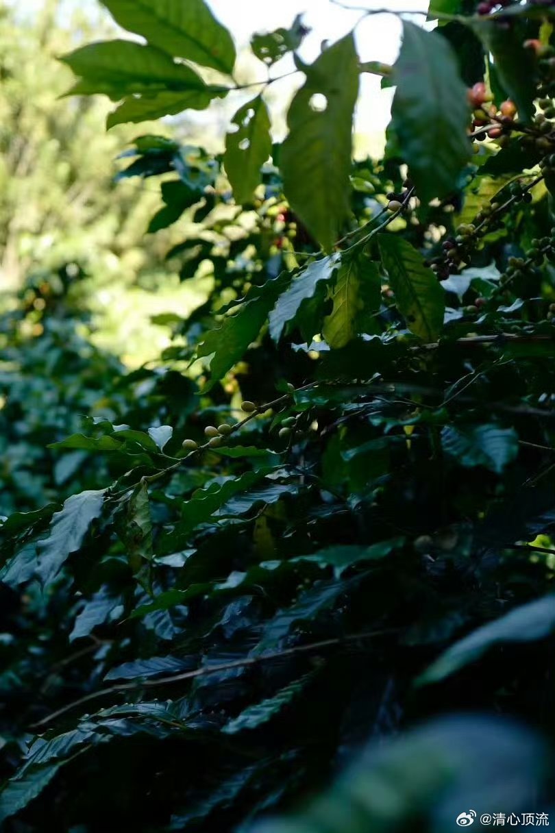 云南咖啡的历史韵味现在的云南咖啡不再只是速溶工厂的原料，而是拥有了“庄园意识”的