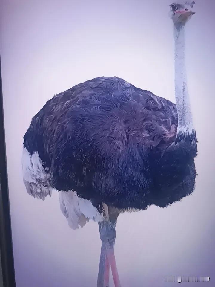 前阵子在朋友聚会上玩到个绝绝子的特色谜语，在场七八个人抠破脑袋想了十分钟都没猜出