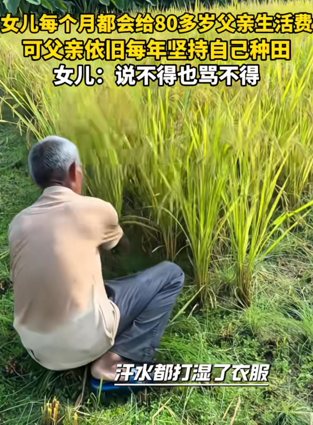 女儿每月按时给八十多岁父亲生活费，可老人依旧年年坚持下地种田，女儿满心无奈，说不