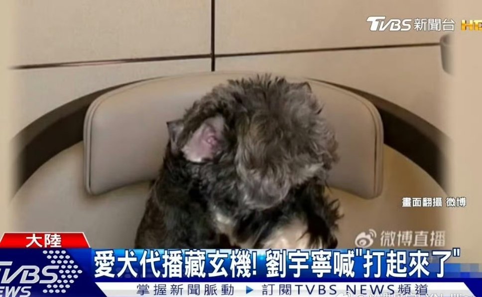刘宇宁直播登上台湾新闻随便一次直播就能上新闻！刘宇宁在湾湾实🔥啊～摩登兄弟[超