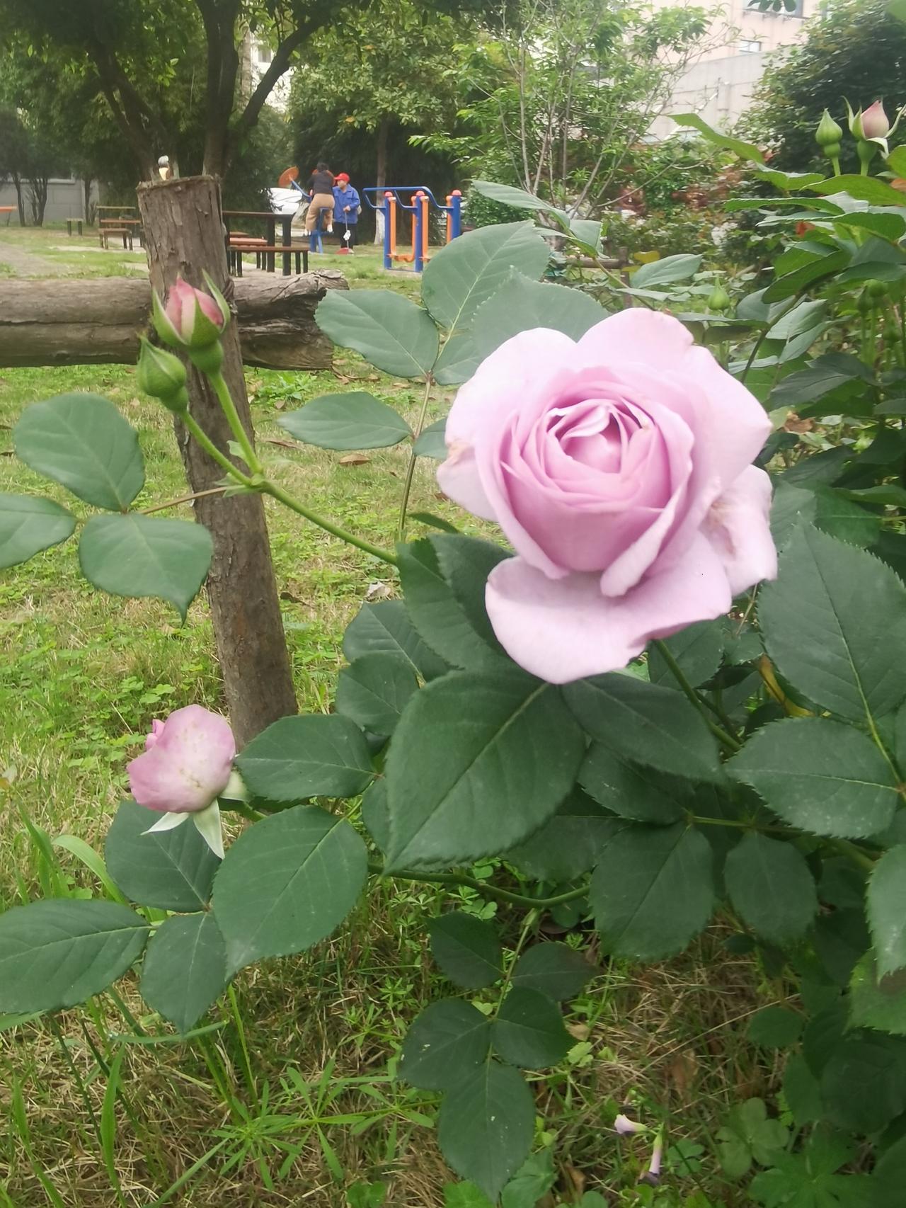 晒图笔记大赛生活小区随手拍照记录生活中的美好，一场春雨一路繁花似锦。