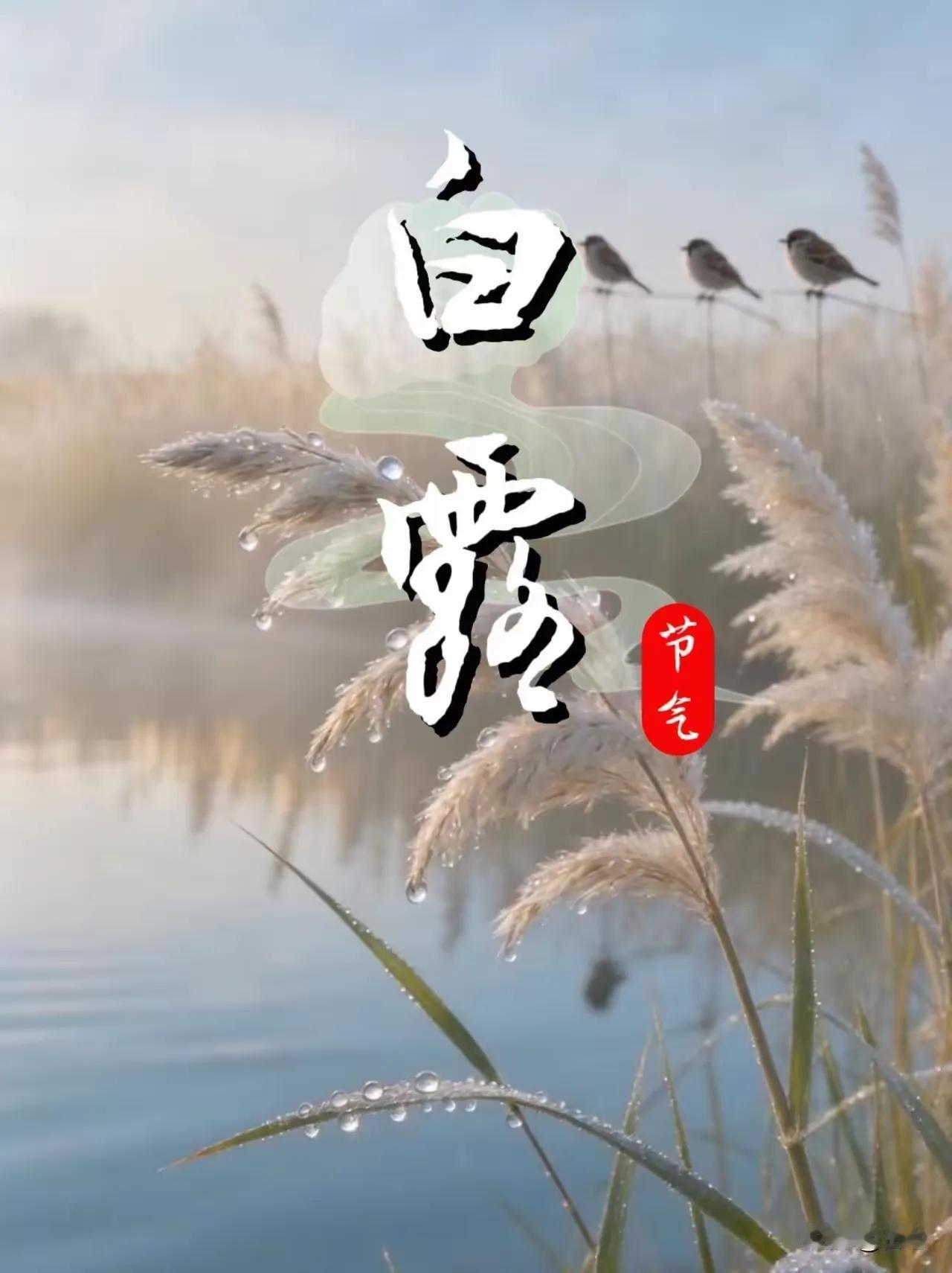 今日是白露，一个极美的节气。

古书里说：阴气渐重，露凝而白。夜里气温降下来，水
