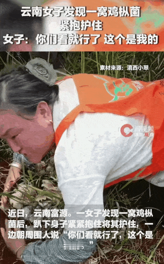 云南大姐山上疯抢野菌，直接趴地抱死！网友吵翻天：这波操作你服不服？

话说天下之
