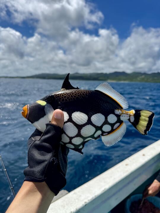 冲绳海底有宝藏！钓上东星斑和超美珊瑚鱼