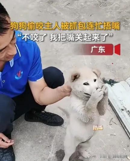 狗狗偷咬主人被抓包急忙捂嘴，“不咬了！我把嘴关起来了”

这可爱的画面被主人记录