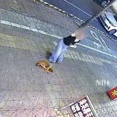 “怪不得黑猫警长的原型是奶牛猫！”广东惠州，网友家的奶牛猫和路过的小狗起了冲突，