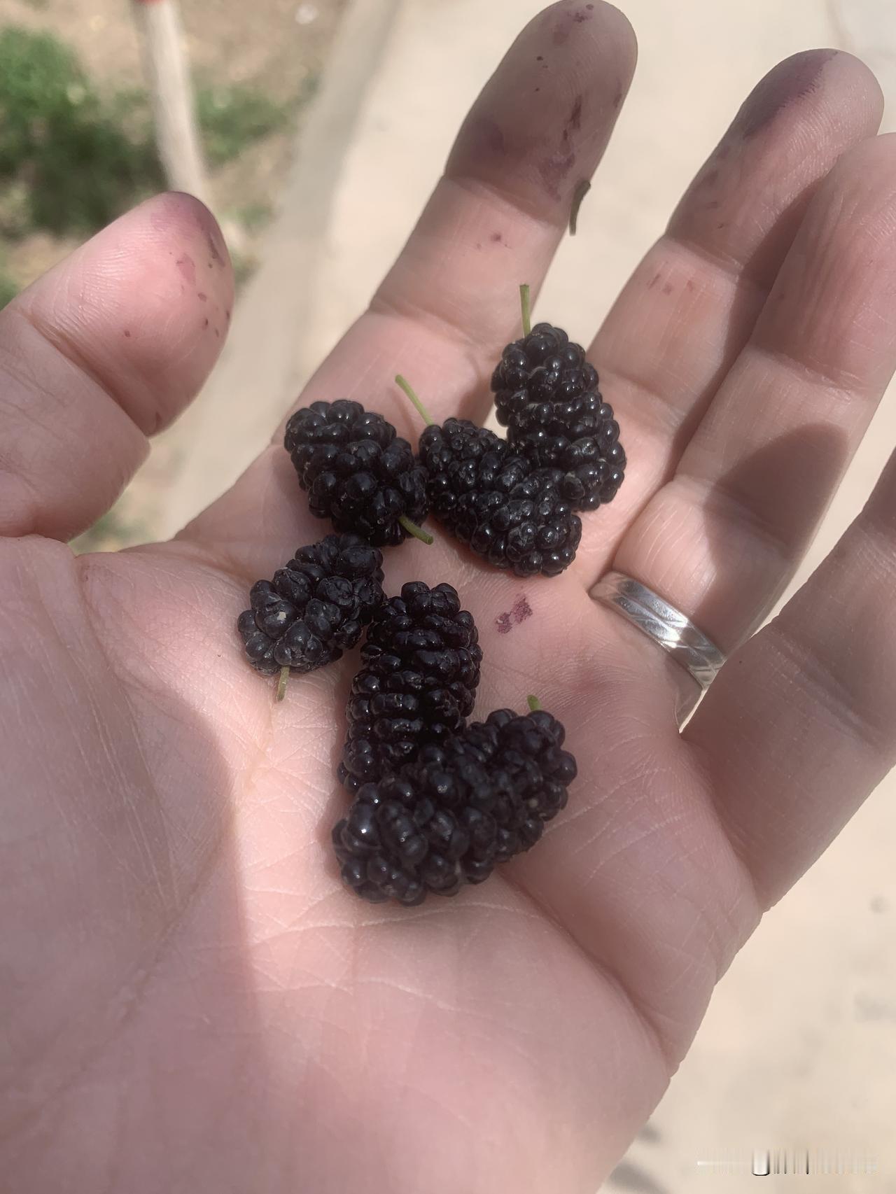 你吃过桑葚,见过桑树吗?今天刚刚吃完黑桑葚号白桑葚，又大又甜，野生的桑树，果实还
