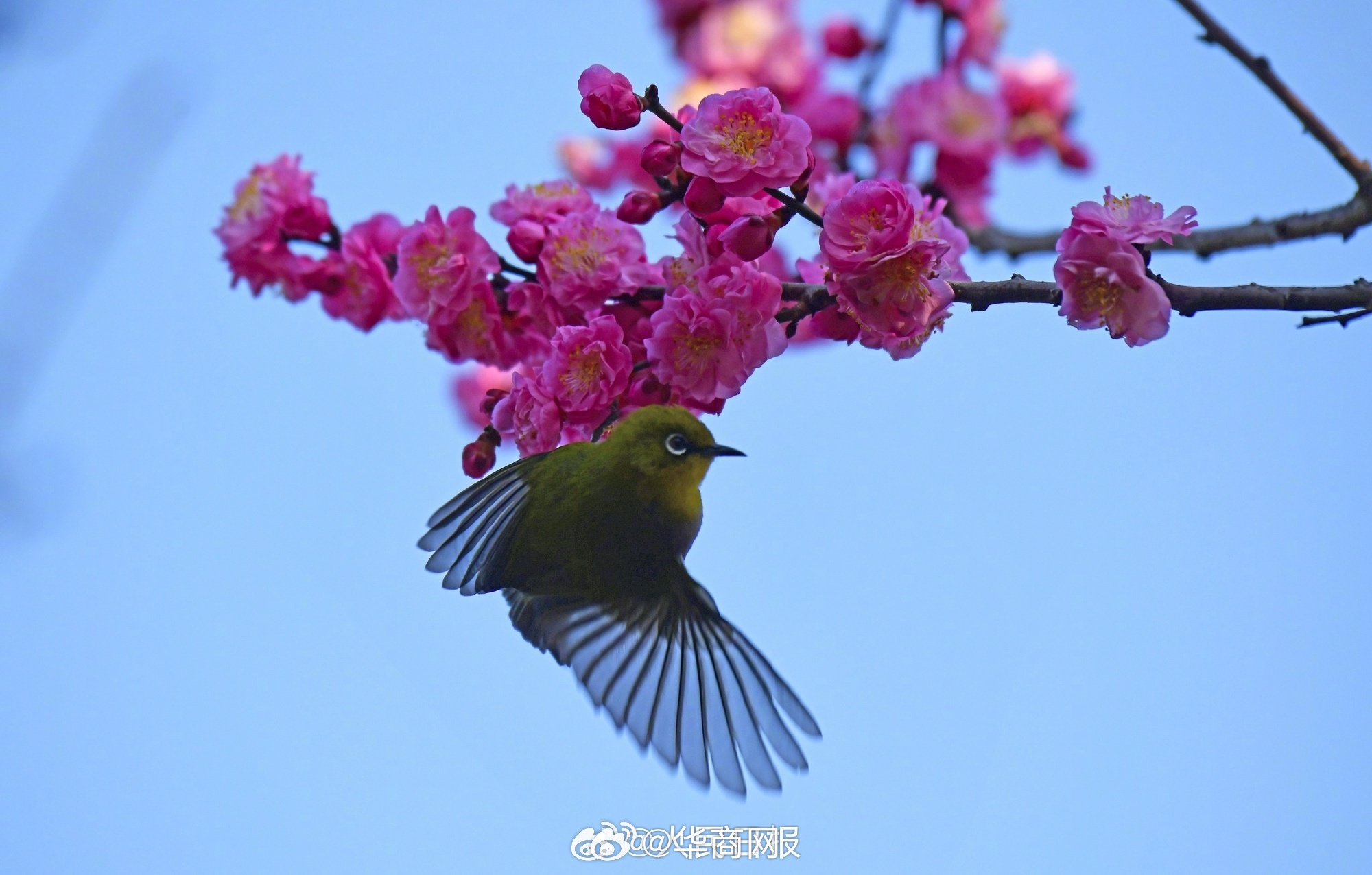 #三秦暮鼓# 【收藏美好！#鸟语花香有画面了#】2月1日，立春节气临近，云南红河