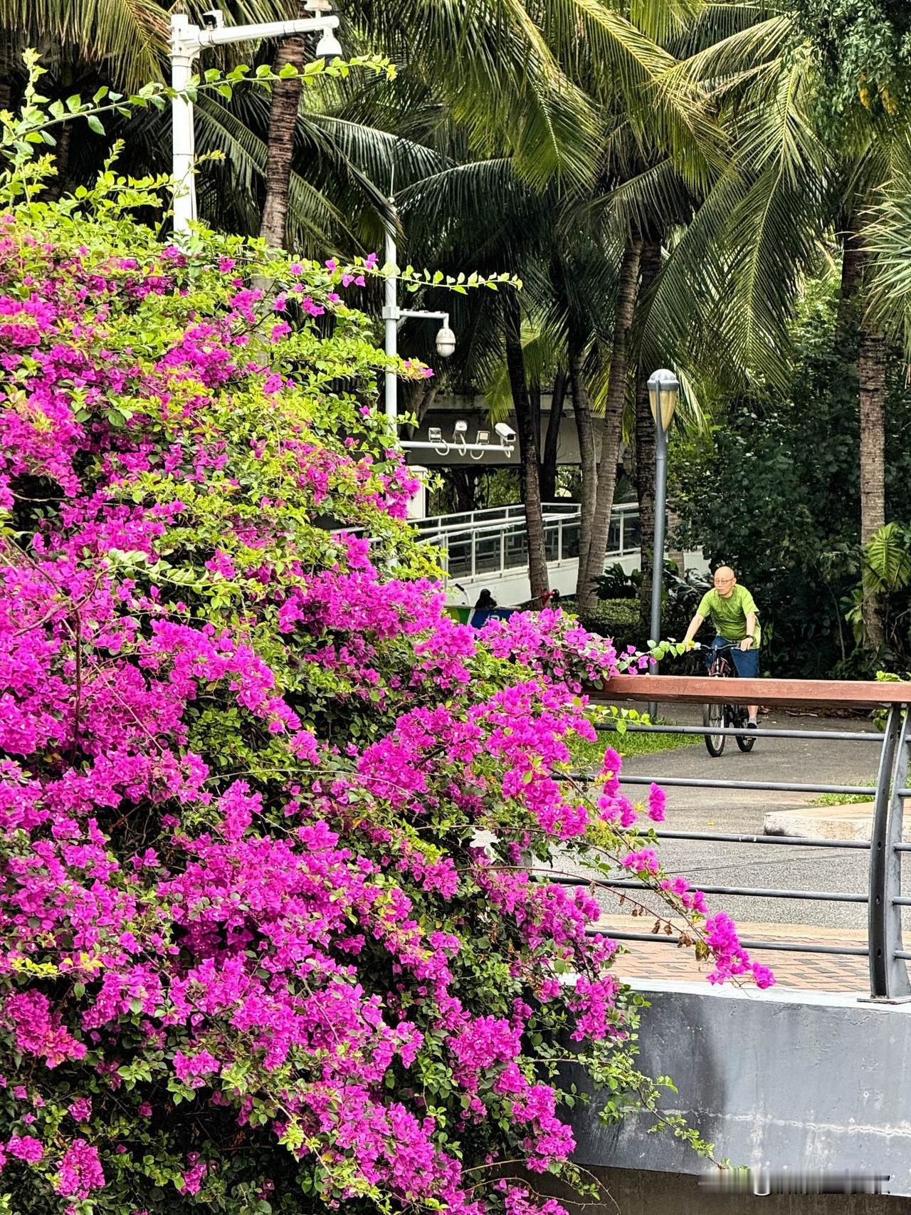 深圳湾的花，就像生活的小确幸，开了又落，落了又开。
春天一到，深圳湾的花竞相绽放