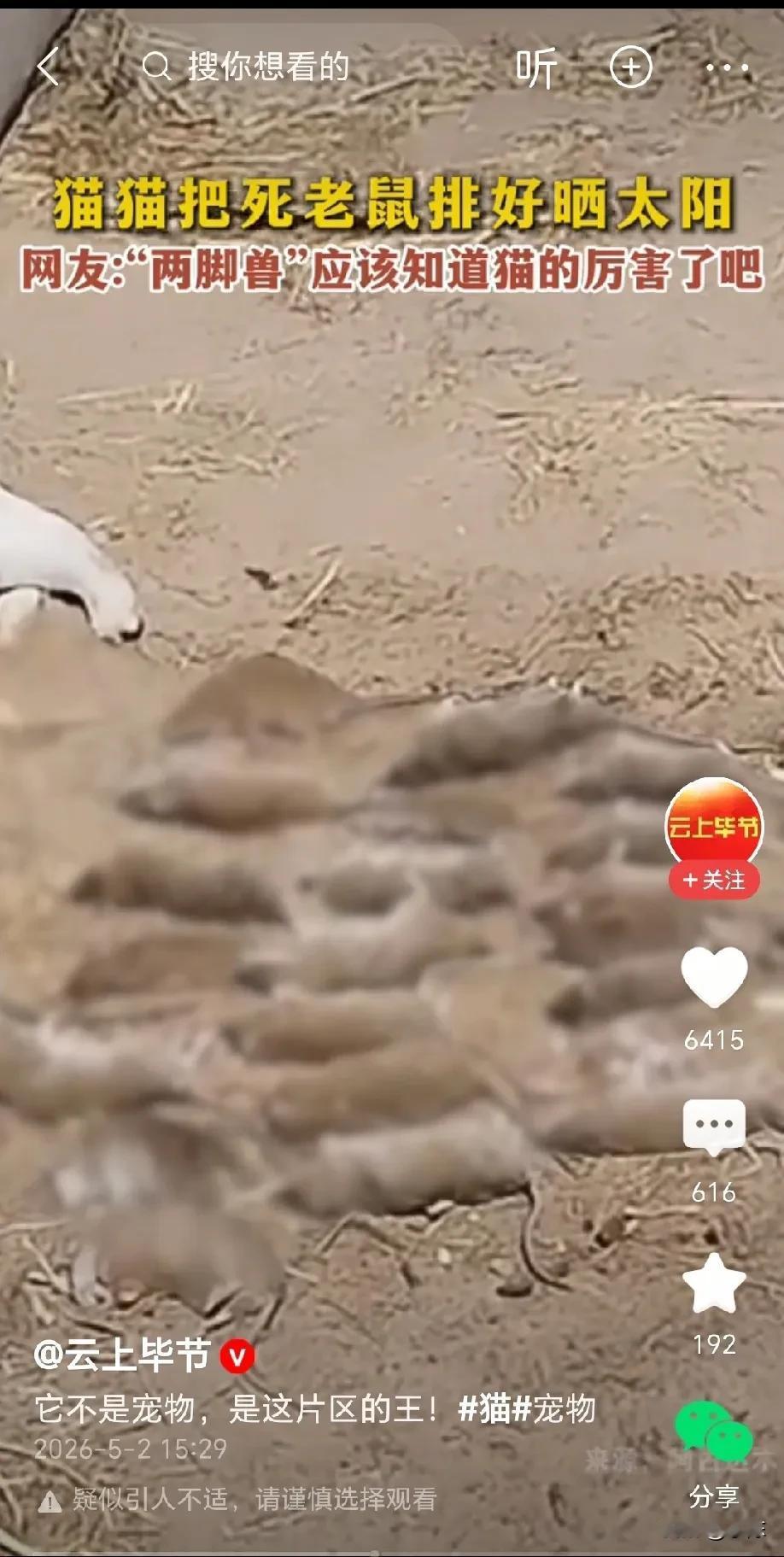 “它不是宠物，它是这片区的王”！内蒙古，一只猫猫抓了很多老鼠，然而它抓了老鼠却不