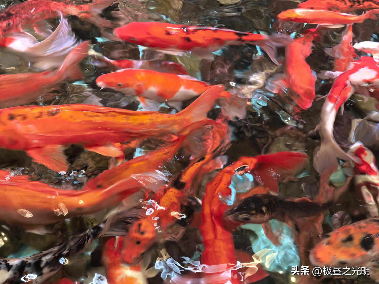 “睡着”的鱼

大厨和我们说过，他在西藏开饭店时，为了节省成本，专门去高速公路拦