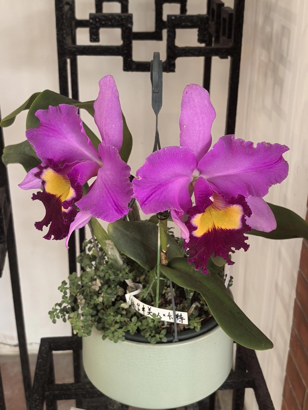 原来，这才是真正的台中美人卡特兰，在广州兰圃与它的不期而遇，终于解开了我心中疑问