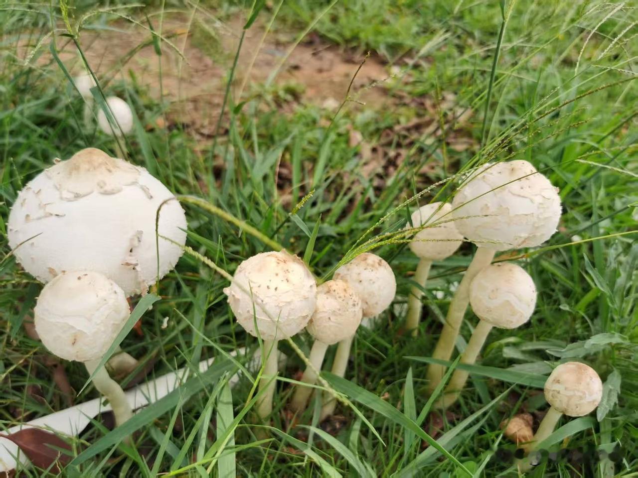 野生菌真的有那么好吃吗？能让她们冒着生命危险食用，不敢相信他还是医生，连续3年吃