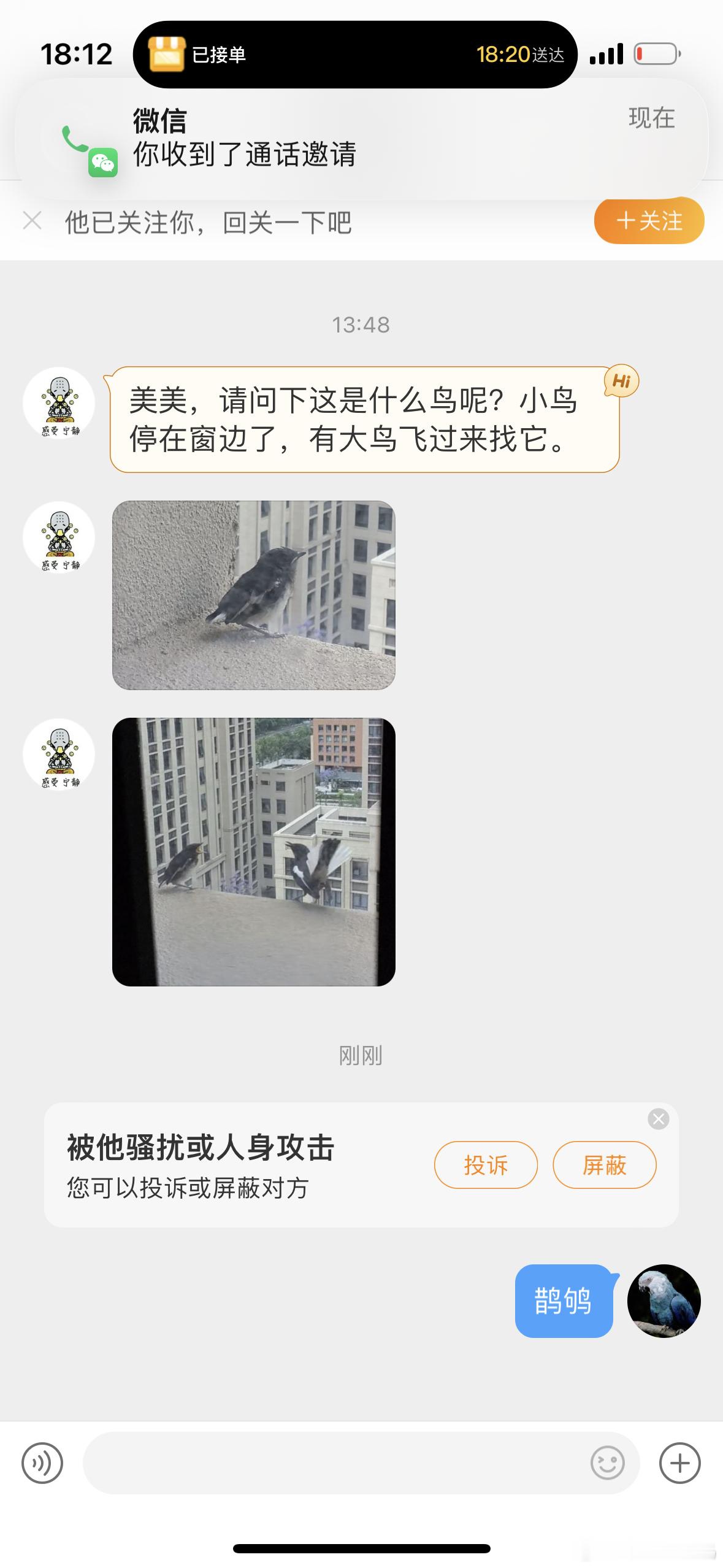 #鸟粉投稿# 窗外的鹊鸲qú父母正带着它学习生存的本领呢 ​​​