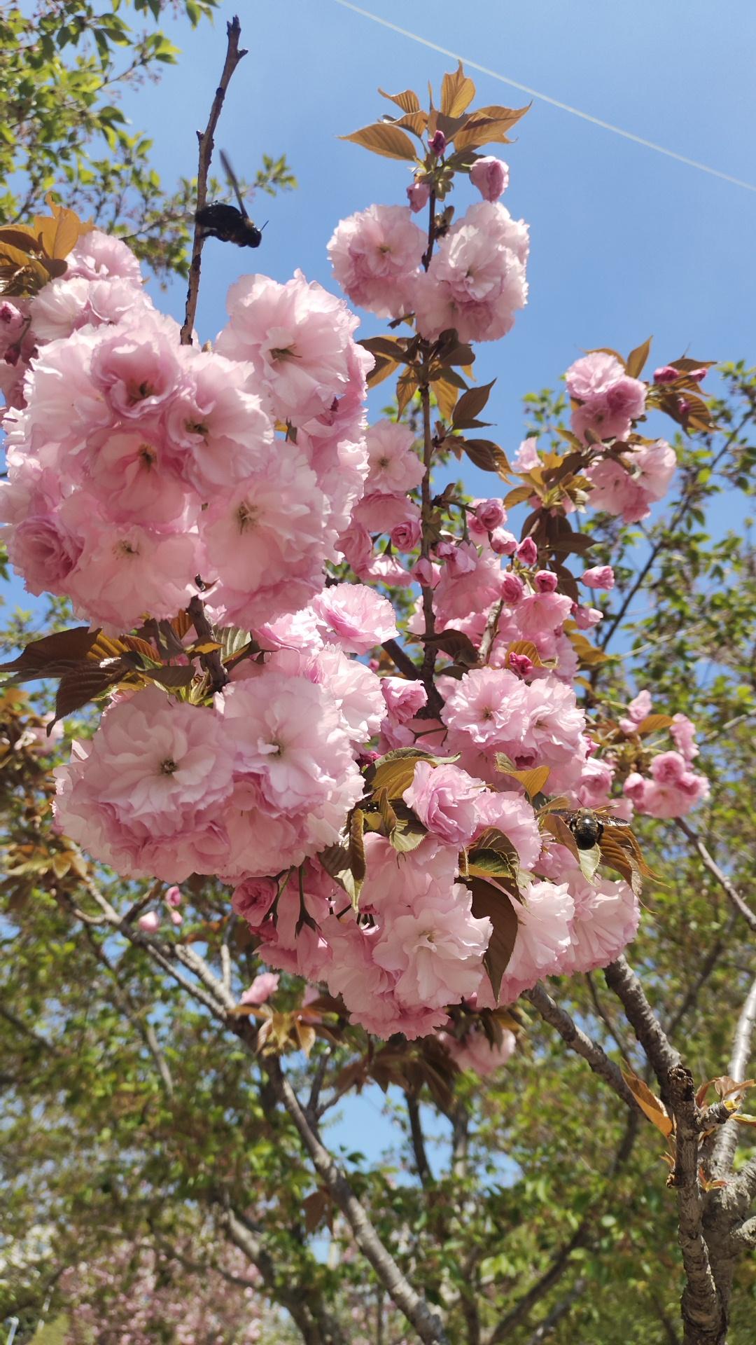 今年春天最想实现的心愿 今年春天，我最想实现的心愿就是去一趟江南古镇。一直听闻江