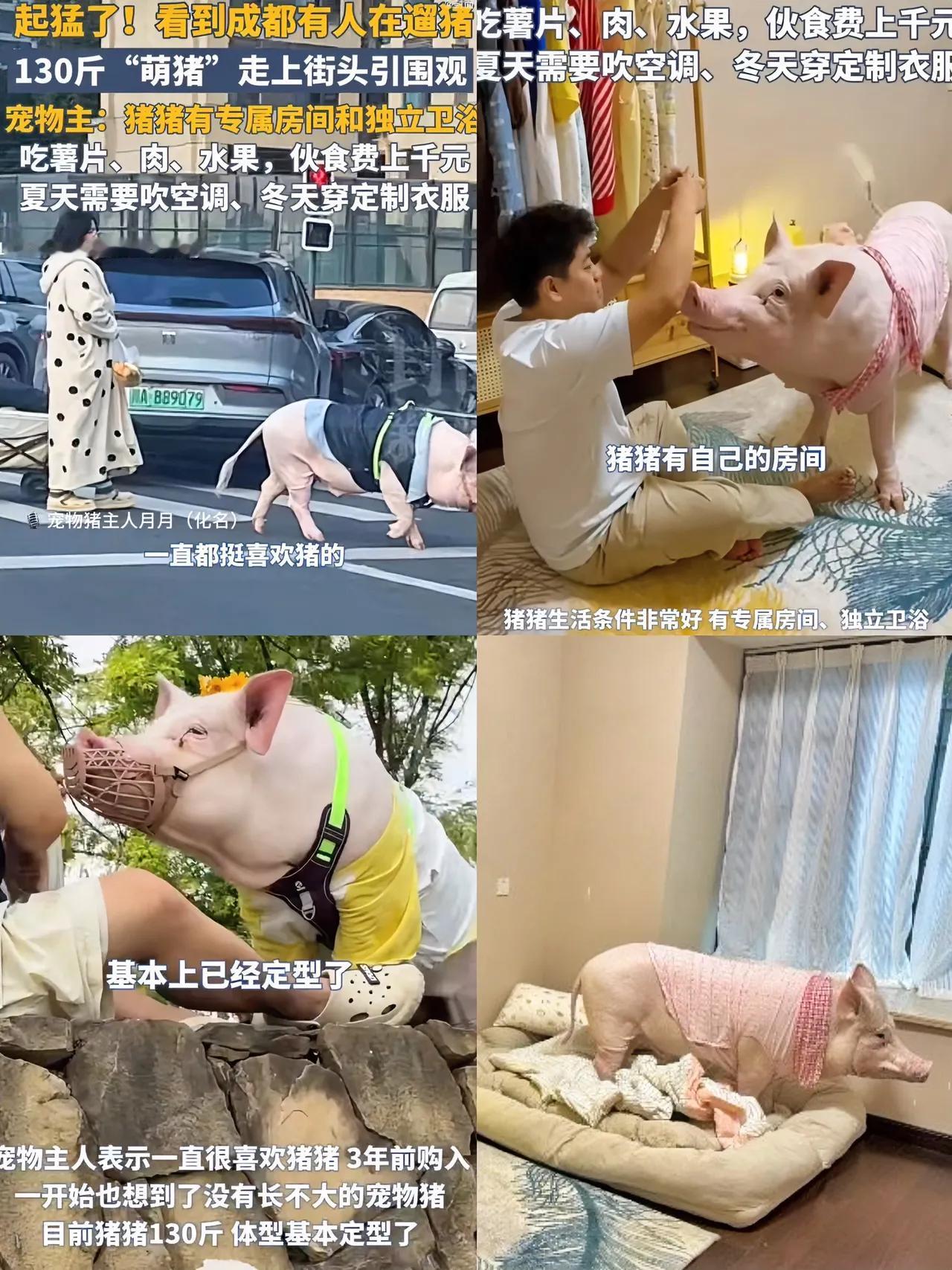 成都一对情侣遛着130斤宠物猪在街上被围观，原来是带着猪蹄花遛弯。
网友：带着1