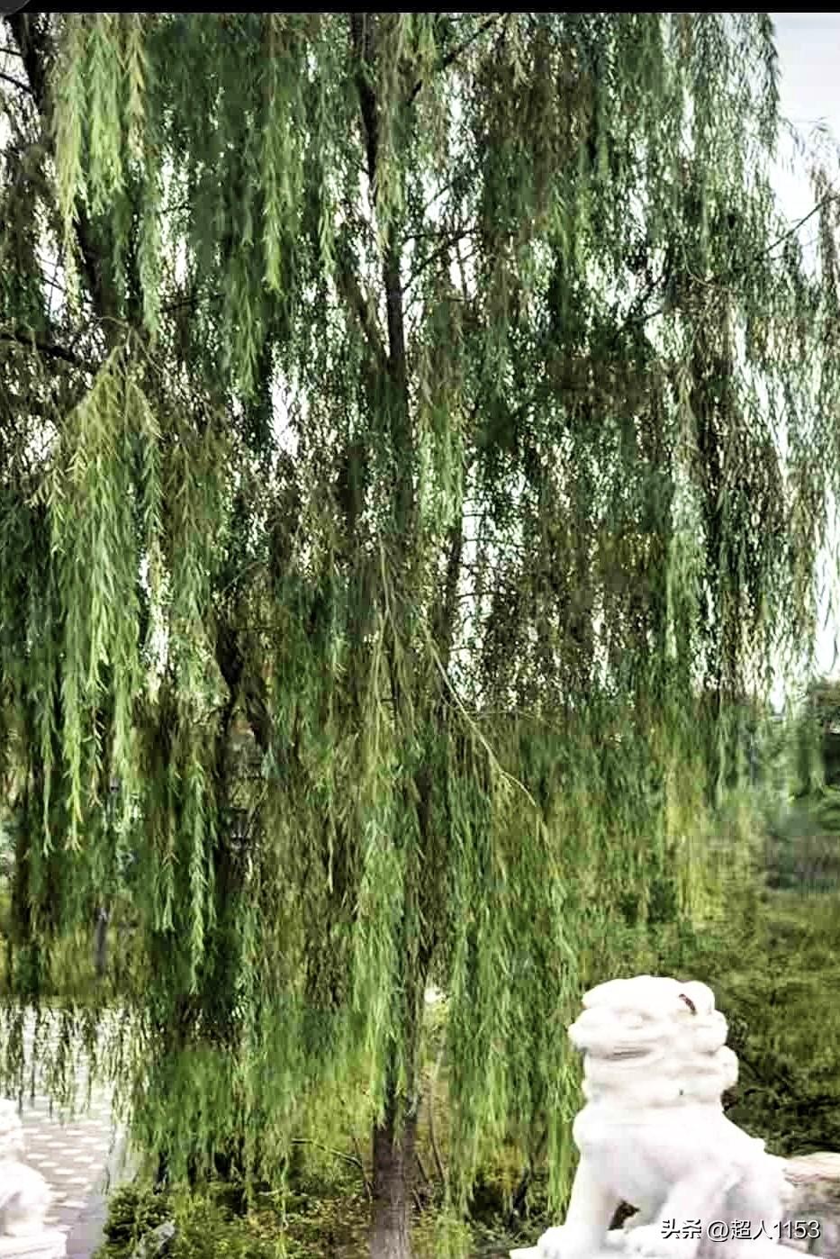 [太阳]春回大地万物生

[彩虹]最美的阳春三月

[微风]杨柳随着风摇摆

[