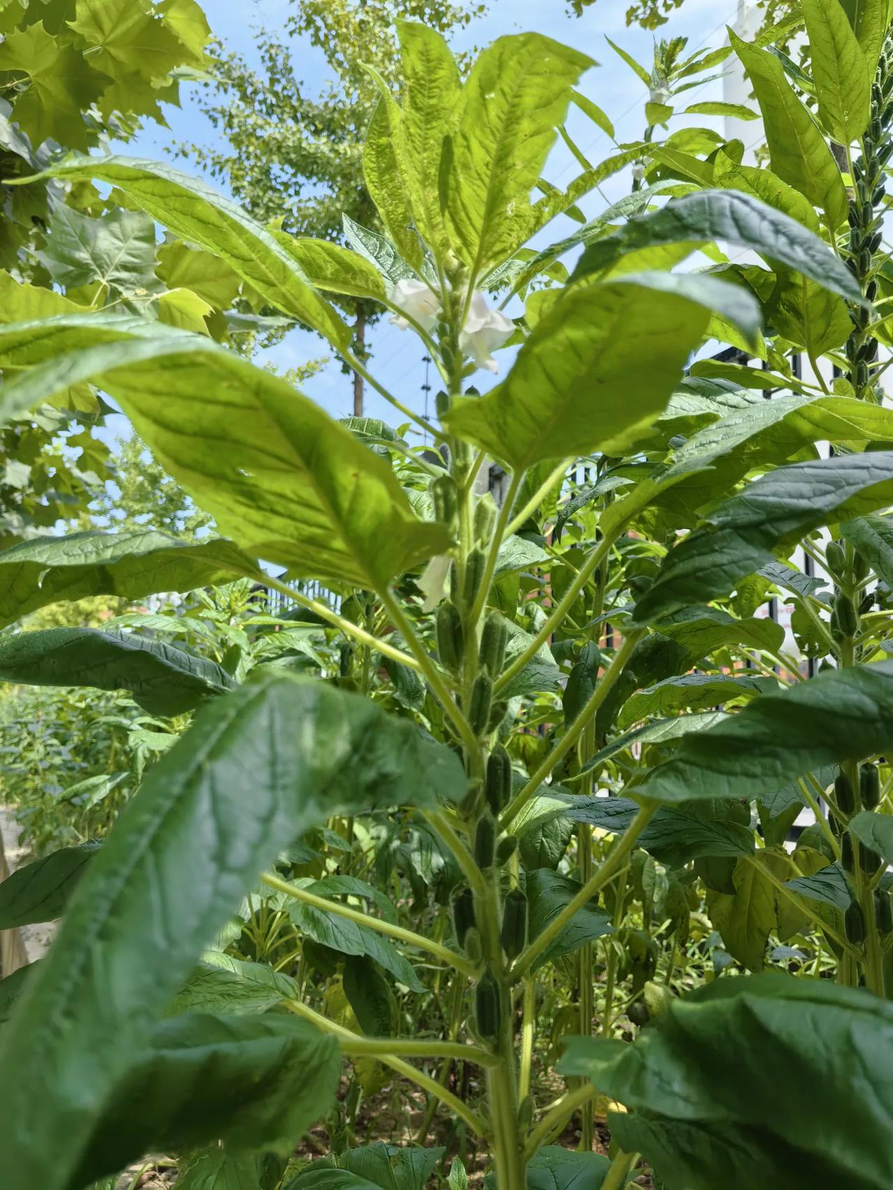 芝麻开花
“芝麻开花节节高”是一句寓意美好的歇后语，形容生活、事业或学业像芝麻开