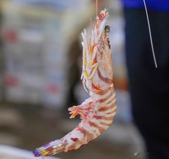 渔码头：从“六国码头”到国家一级渔港

- 核心位置：太仓市浏河镇，新浏河北侧，