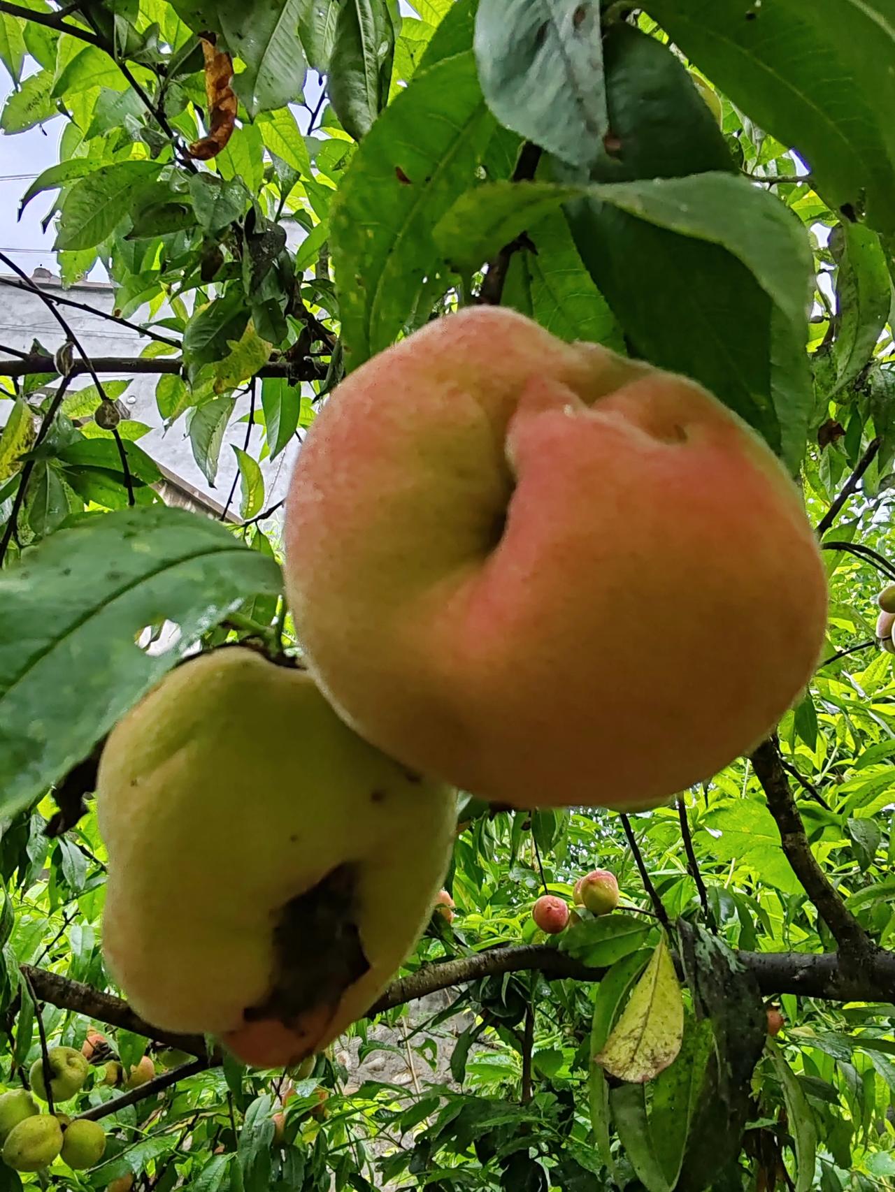 用镜头记录生活本想吃点绿色果蔬，少打药不用科技与狠活就开花的时候打了一次药，然后