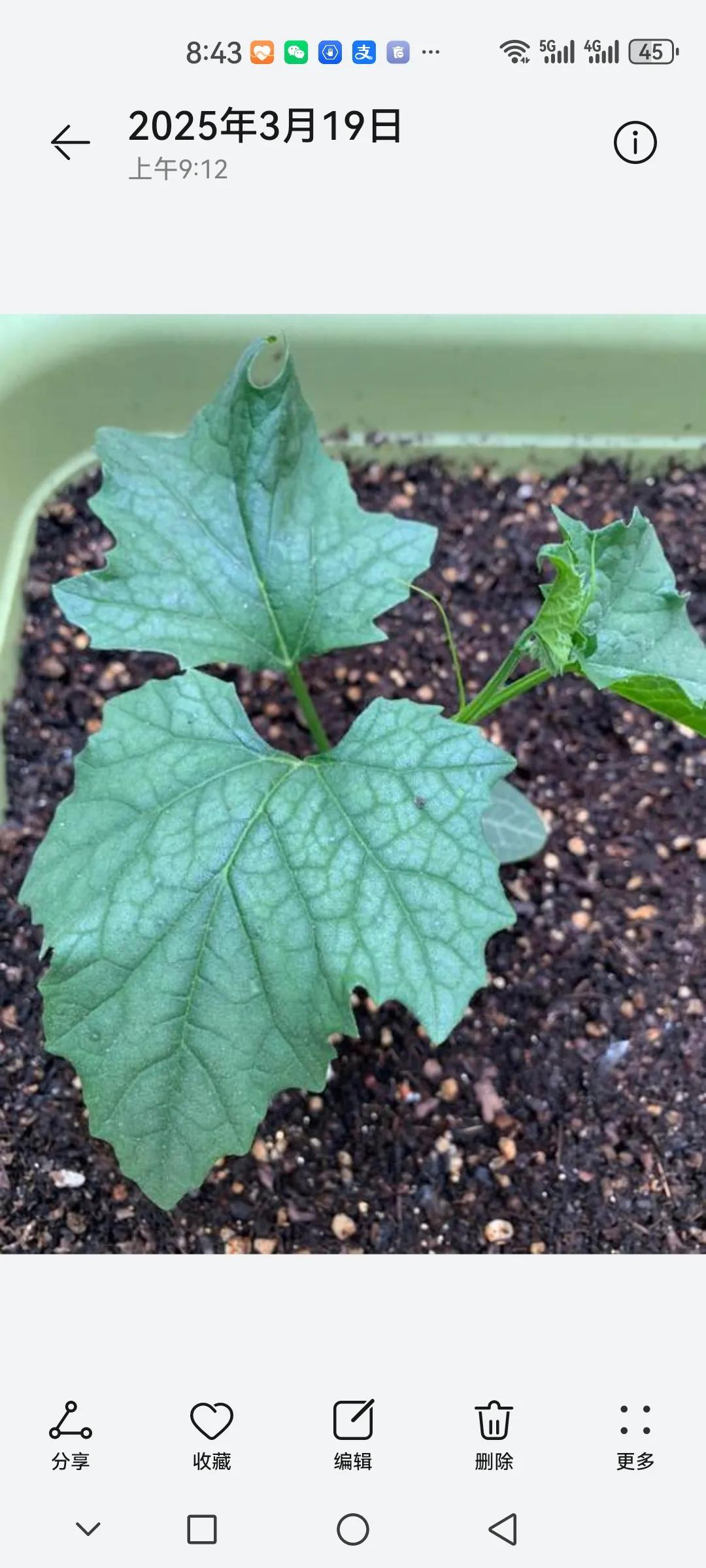 要想丝瓜结的多，给它三蔓整枝效果好。什么是三蔓整枝呢？就是在根部留一主蔓两个侧蔓