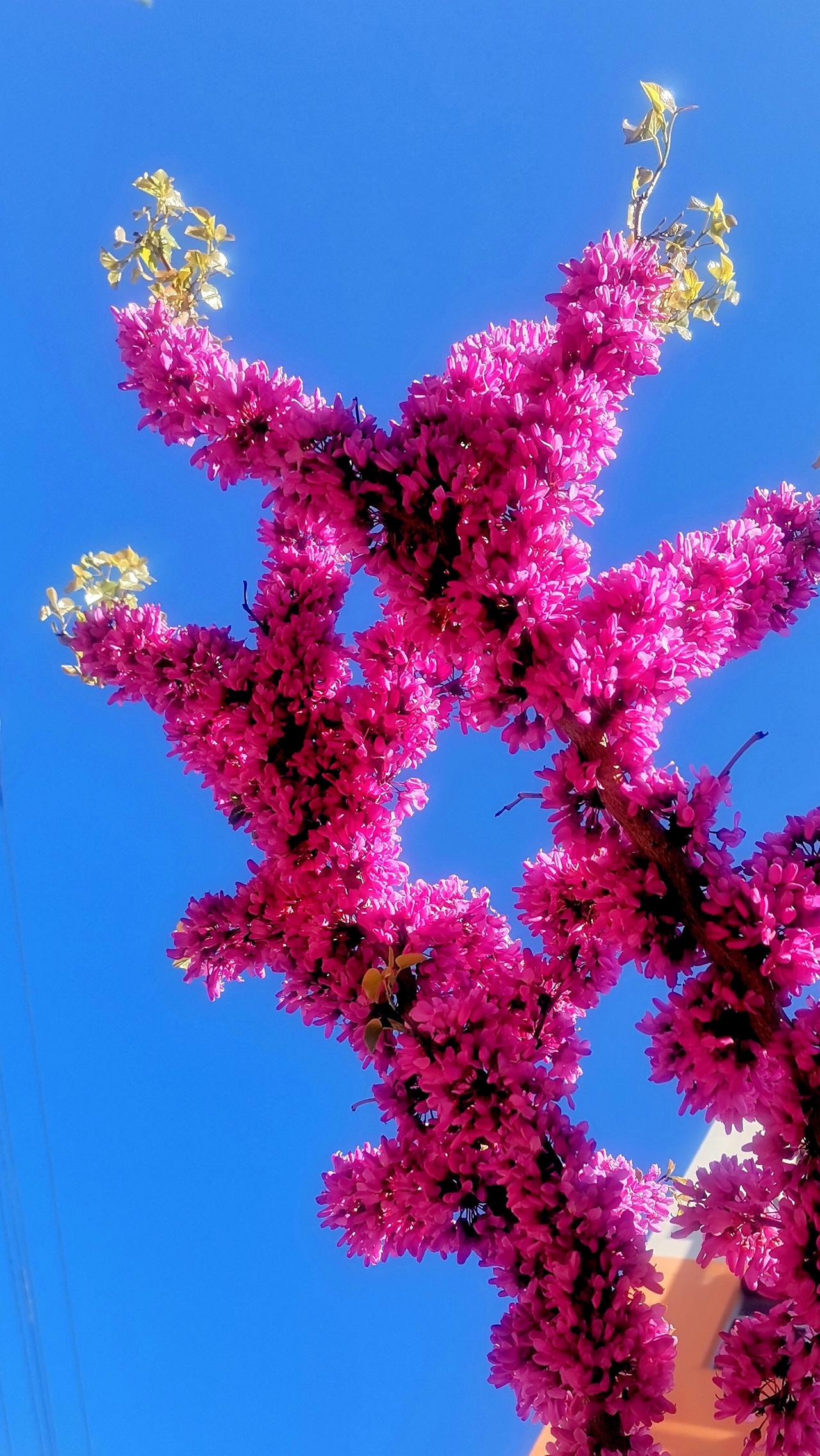我拍摄的紫荆花，豆包夸拍得不错，还配了一首诗：
一树紫荆开，
千花紧相挨。
枝枝