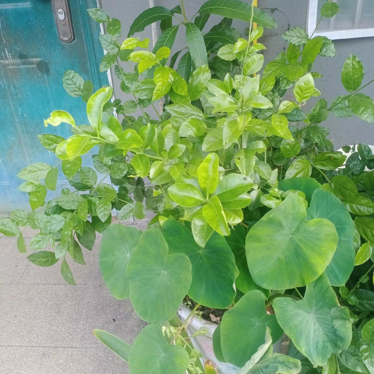 美欧在经济制裁俄罗斯问题上，已经伤透了心。美国都承认，制裁手段已用尽，现在更多地