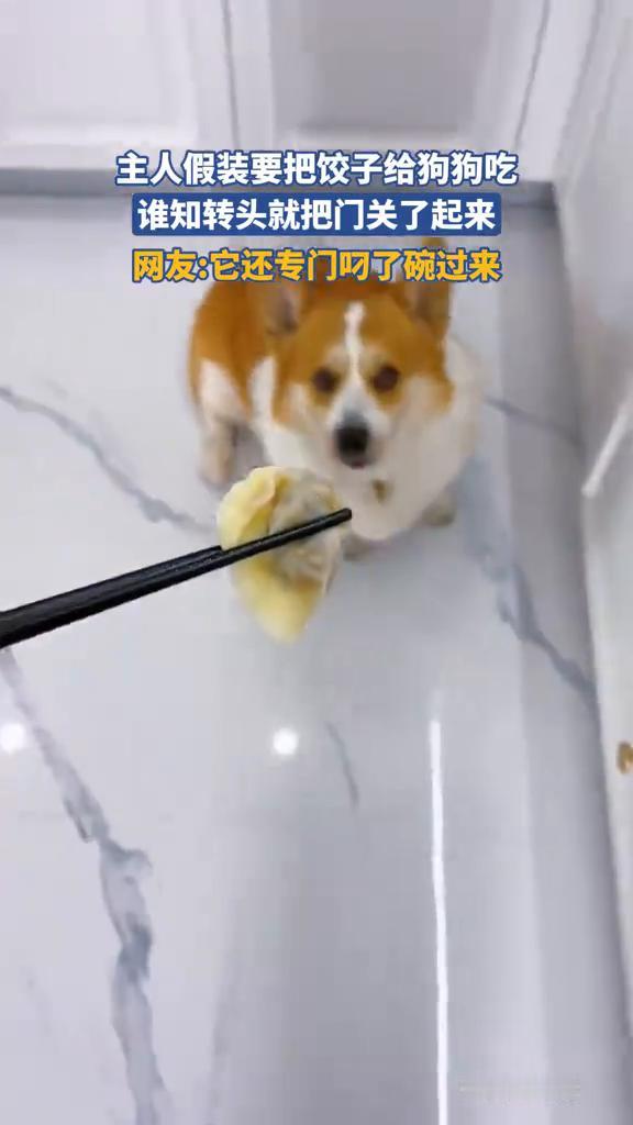 主人假装要把饺子给狗狗吃，谁知转头就把门关了起来。网友：它还专门叼了碗过来。
侵
