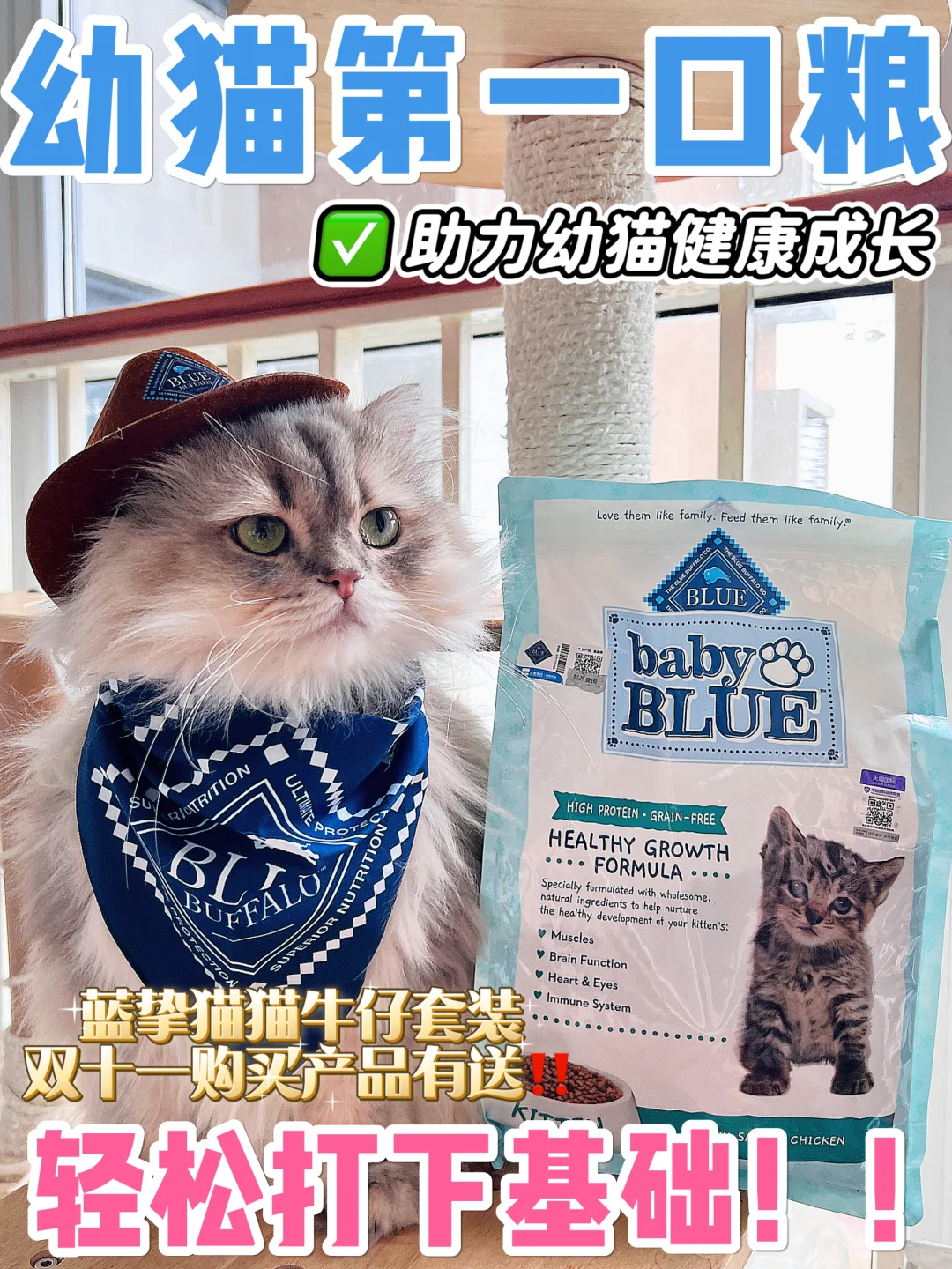 幼猫第一口粮，喂养助力免疫力