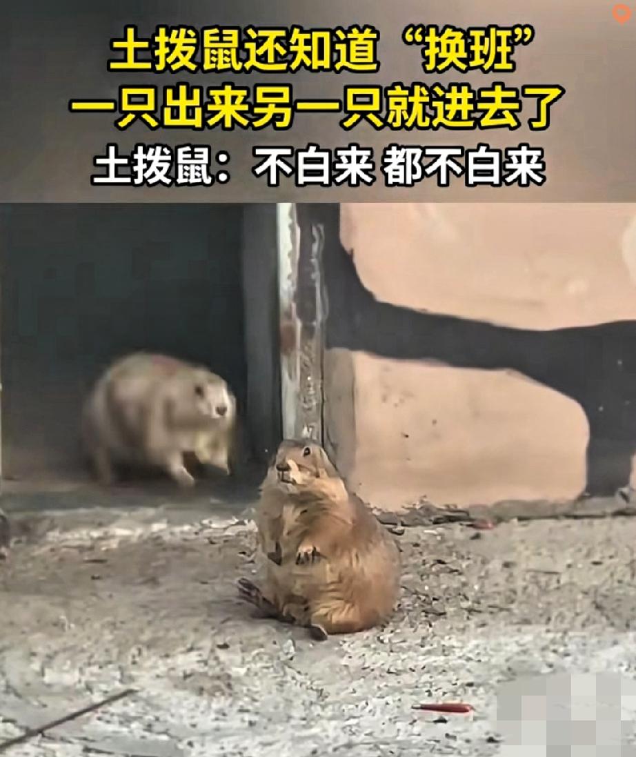 山东潍坊这俩土拨鼠也太有纪律性了，门口换岗那架势，比保安小哥还专业！

一只稳稳