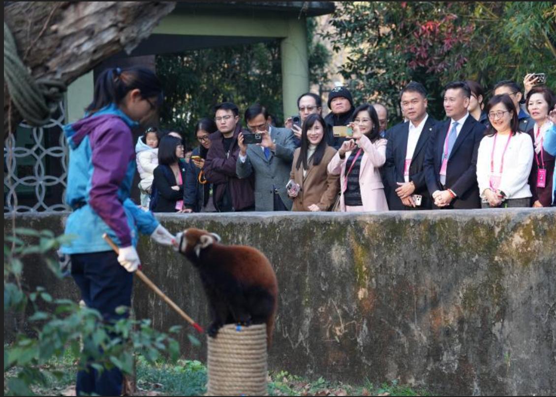 上海小猫熊要来了　打脸沈伯洋　蒋万安：很有意义

梅花新闻网 林瑞益/综合报导