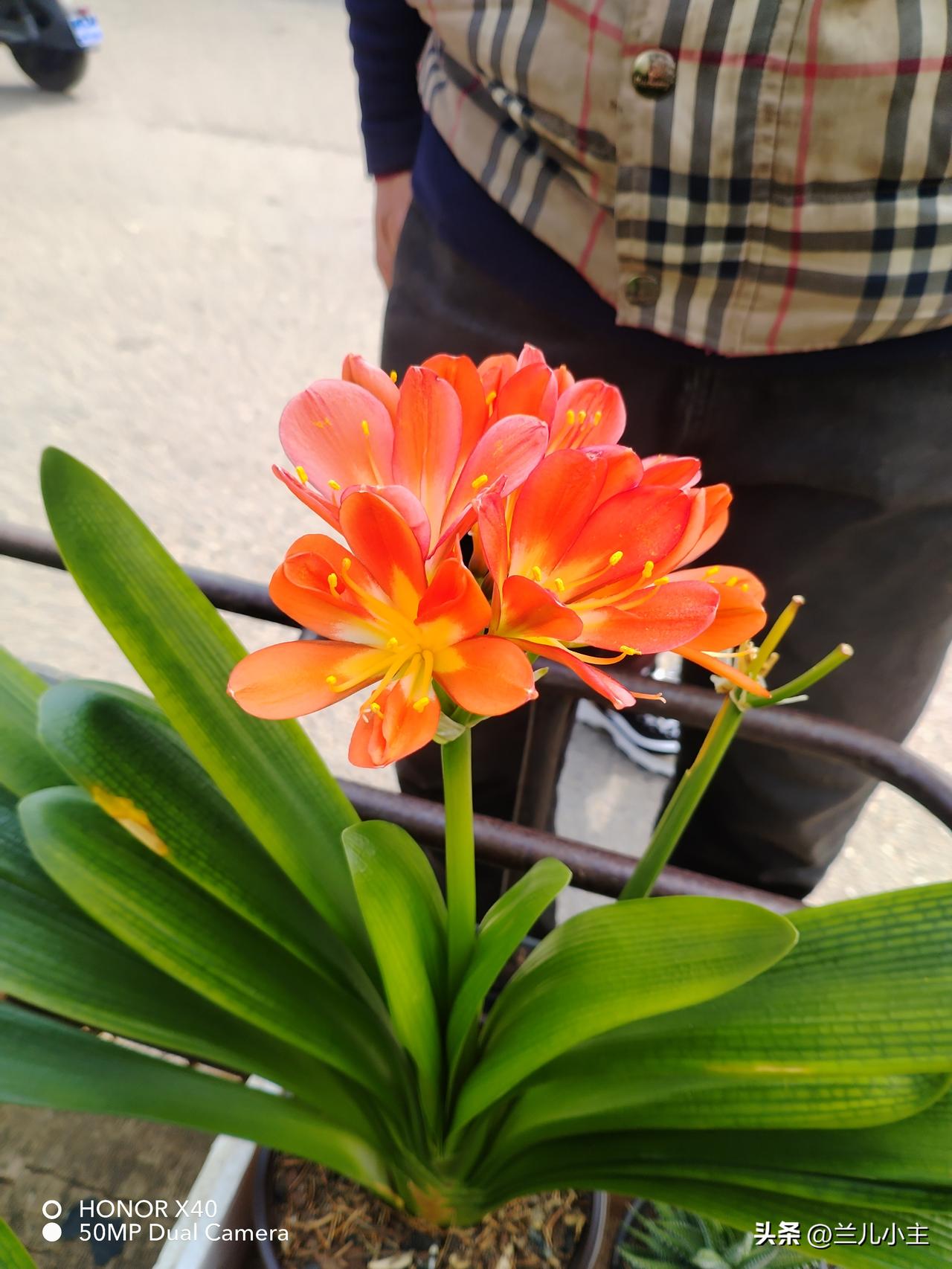 忽然看见卖花的人，推着一辆小车，君子兰有很多盆，看的人多，买的并不多，也不知道一