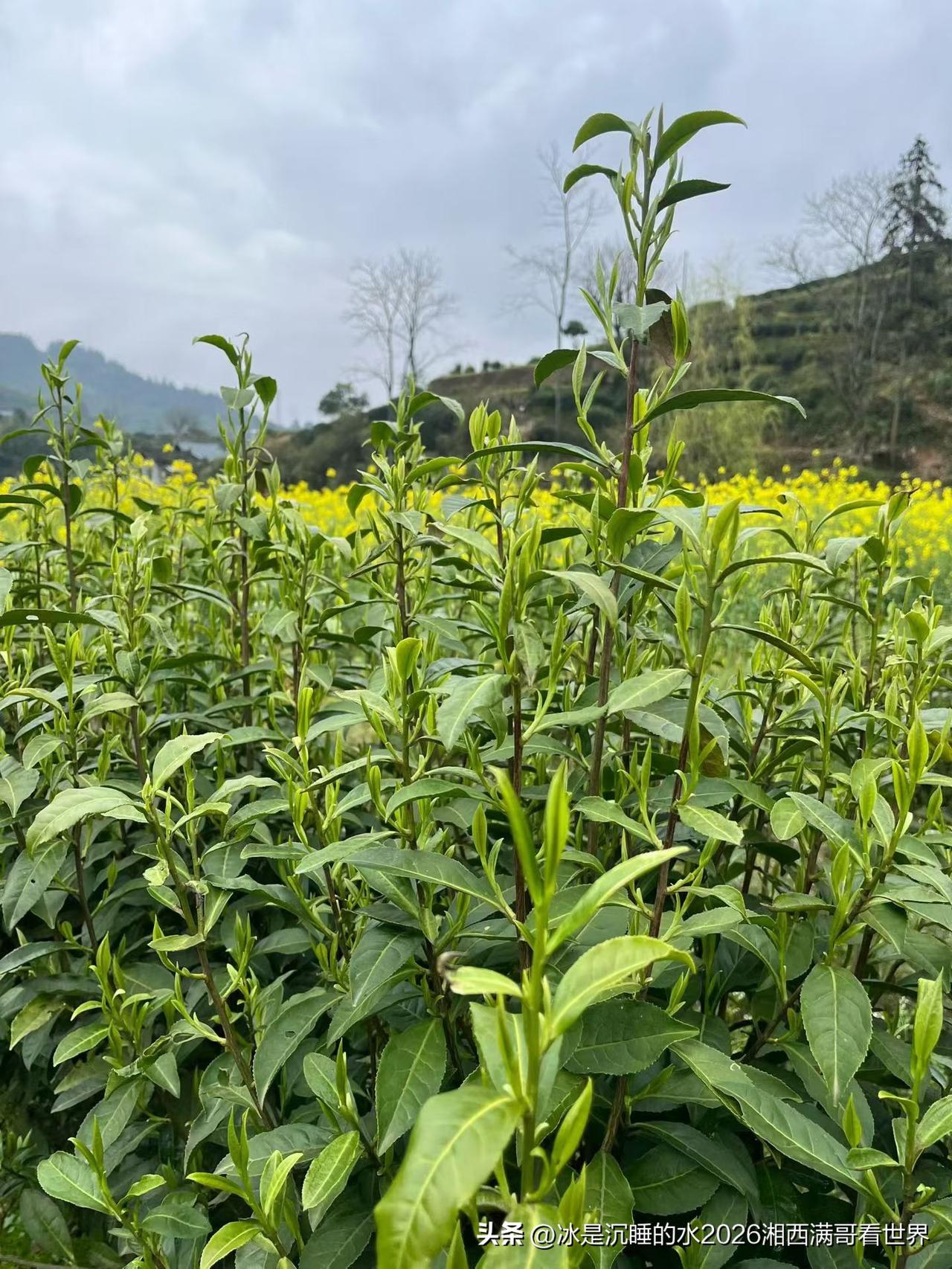 湘西山区产茶，起初是古丈毛尖，现在又增加了湘西黄金茶。每年清明节之前的谷雨茶是最