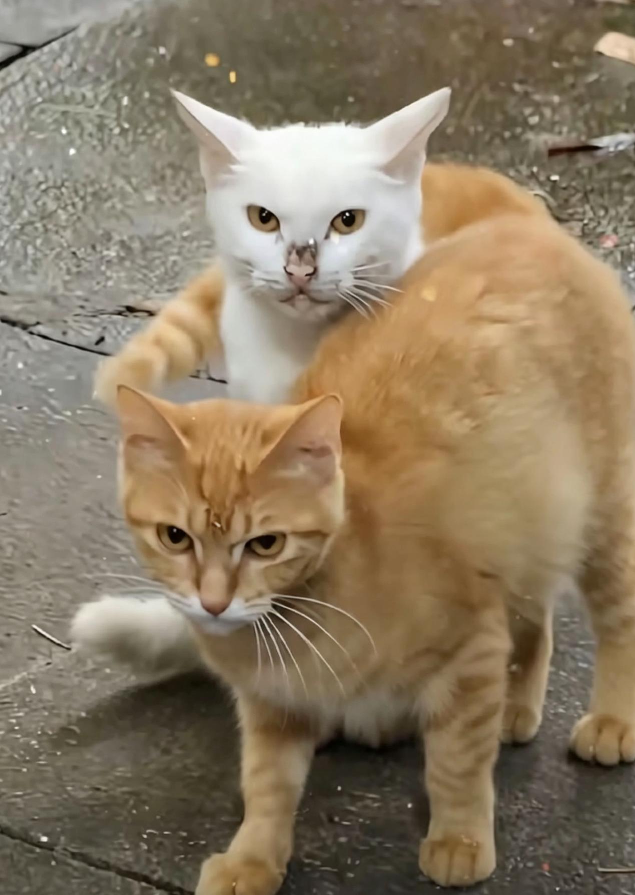你只管站在我身后，风雨我来挡。
世间万千人设，不如橘猫护白猫这一幕好嗑。
不必逞