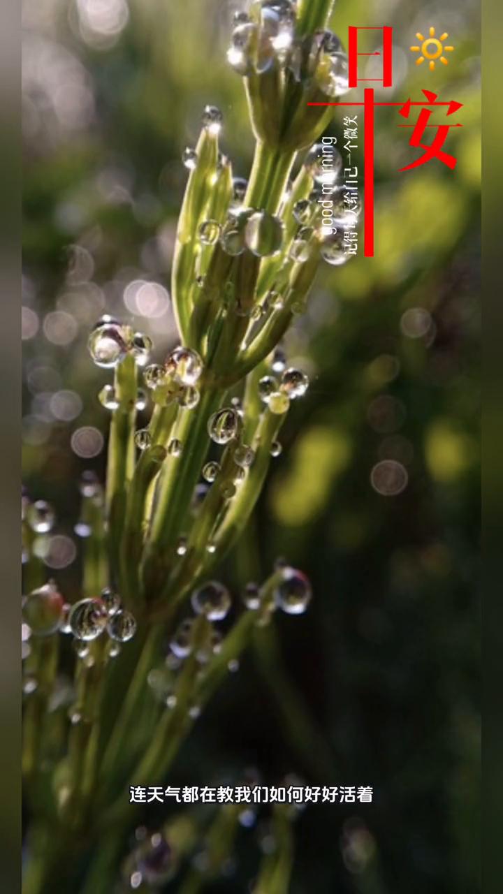 唯美心语。
所谓早安不过是告诉自己此刻的风、光、心跳都是宇宙独一份的礼物，值得认