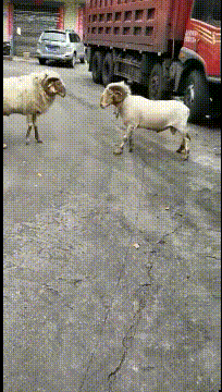 看得我脑瓜子都嗡嗡的