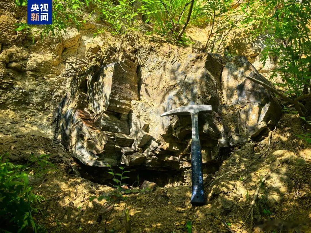 山西一地发现约2.95亿年前木化石 近日，山西省阳泉市郊区发现多株距今约2.95