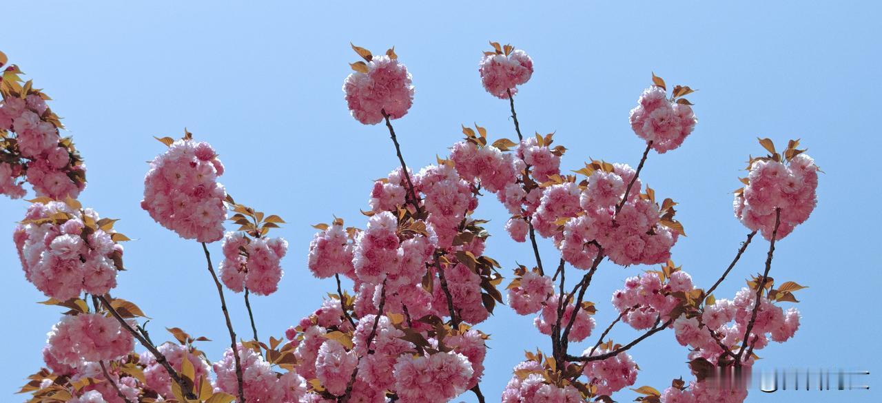 晒图笔记大赛仰望蓝天，拍下一组中华晚樱。