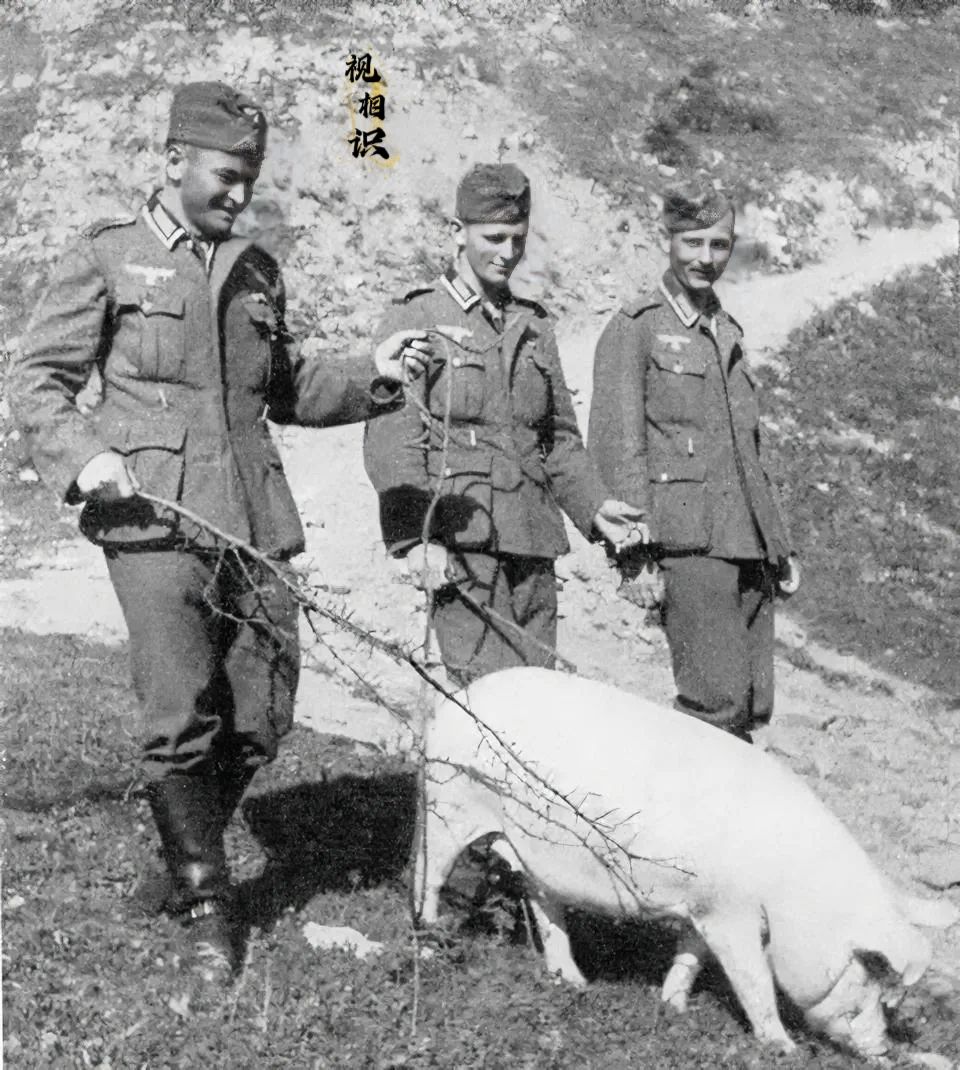 1939年，波兰，几名德军士兵掳获了一只大肥猪，正驱赶着回营地，他们脸上露出了愉...